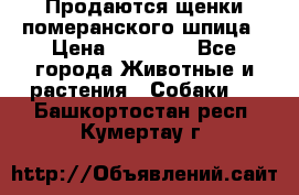 Продаются щенки померанского шпица › Цена ­ 45 000 - Все города Животные и растения » Собаки   . Башкортостан респ.,Кумертау г.